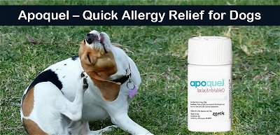 Apoquel – Quick Allergy Relief for Dogs