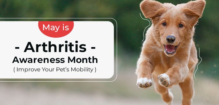 May is Arthritis Awareness Month – Improve Your Pet’s Mobility
