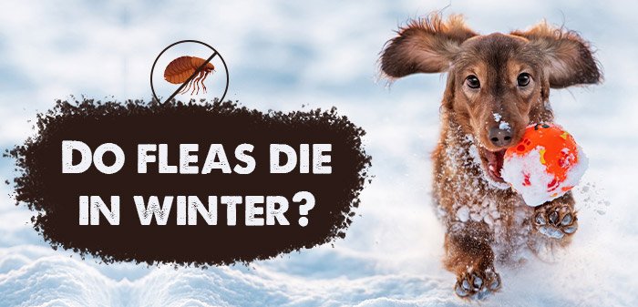 Do Fleas Die in Winter? | BudgetPetCare
