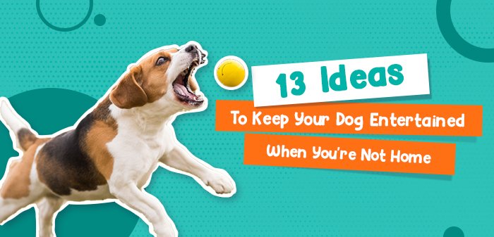 13 Ideas To Keep Your Dog Entertained When You’re Not Home