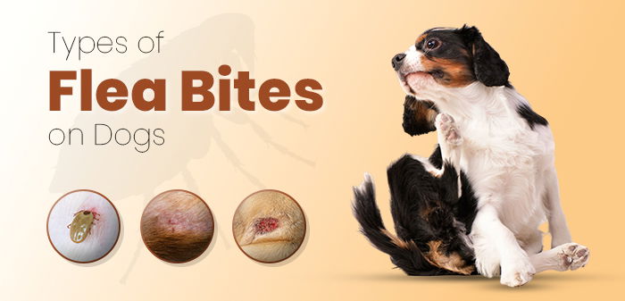 Flea Bites on Dogs Explained: How to Identify &amp; Handle Them?