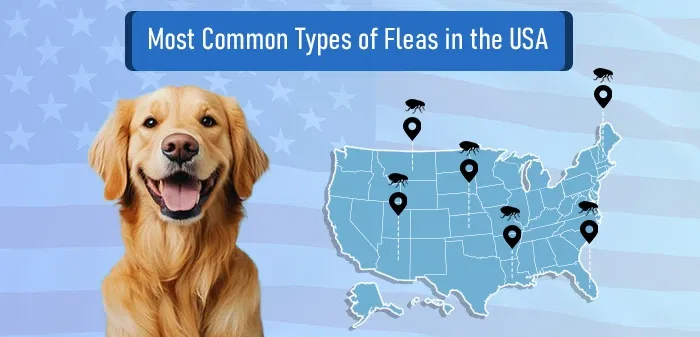 Common Types of Fleas in the USA