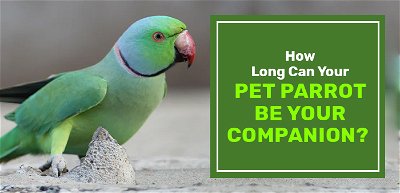 How Long Can Your Pet Parrot Be Your Companion?