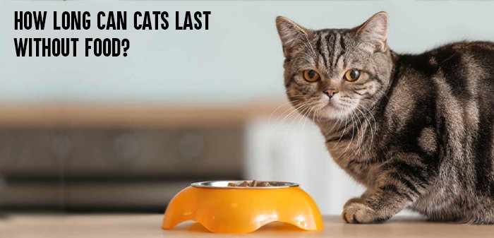 How Long Can Cats Last Without Food?