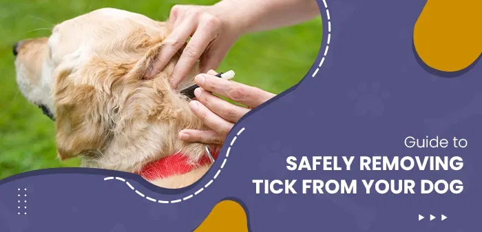 Guide to Safely Removing a Tick from Your Dog