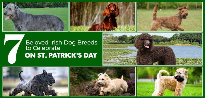 Saint Patrick's Day: 7 Adorable Irish Dog Breeds To Know About