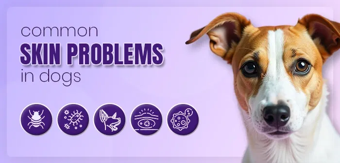 Identifying 5 Common Skin Problems in Dogs