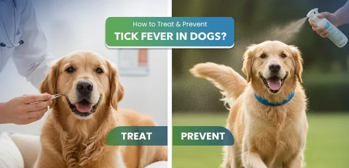 Tick Fever in Dogs: How to Treat and Prevent It Effectively?