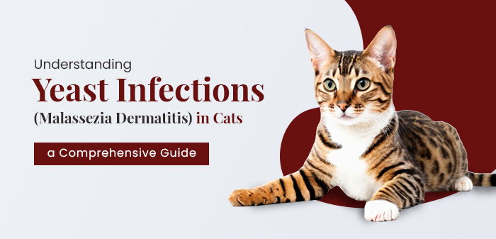 Understanding Yeast Infections (Malassezia Dermatitis) in Cats: A Comprehensive Guide