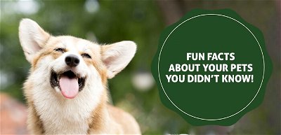 Fun Facts About Your Pets You Didn’t Know