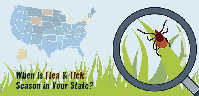 When Is Flea & Tick Season in Your State?