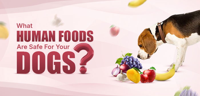 Find Out What Human Foods Are Safe For Your Dogs!