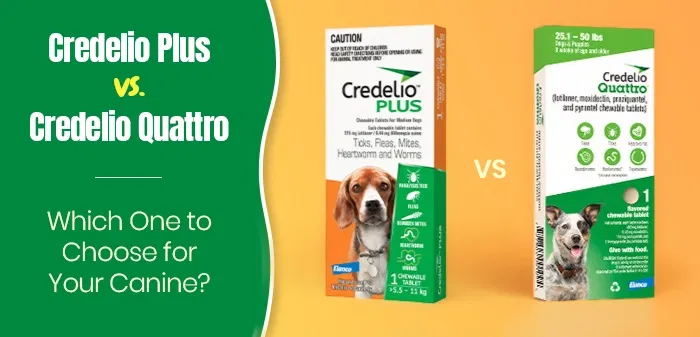 Credelio Plus vs. Credelio Quattro – Which One to Choose for Your Canine?