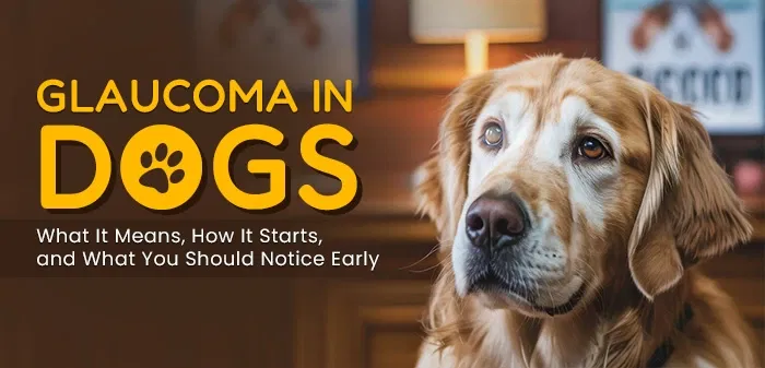 Glaucoma in Dogs: What It Means, How It Starts, and What You Should Notice Early