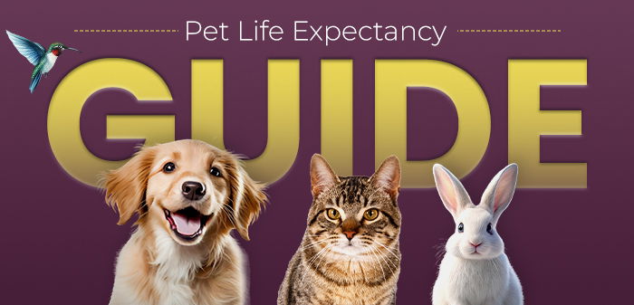 An Ultimate Guide to Pet Life Expectancy