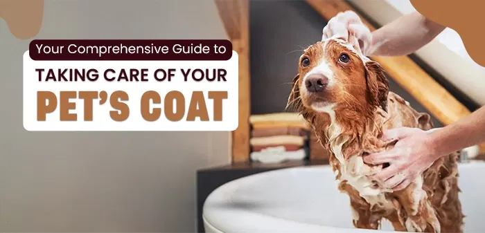 Your Comprehensive Guide to Taking Care of Your Pet’s Coat