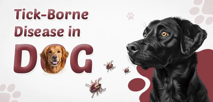 Tick-Borne Disease in Dogs: A Comprehensive Guide