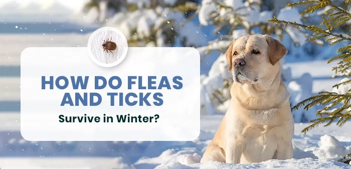 Fleas and Ticks in Winter – How They Beat the Winter Chills